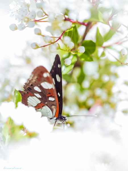 roux 5  un papillon des neiges